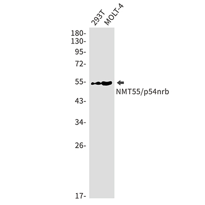 NONO Rabbit Monoclonal Antibody | 兔单抗 | EnkiLife恩玑生命