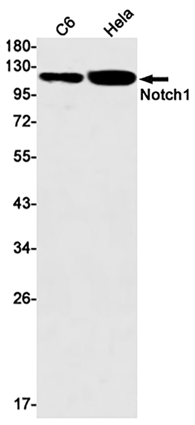 Notch1 Rabbit Monoclonal Antibody | 兔单抗 | EnkiLife恩玑生命
