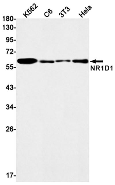 NR1D1 Rabbit Monoclonal Antibody | 兔单抗 | EnkiLife恩玑生命