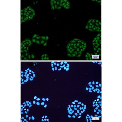NR1D1 Rabbit Monoclonal Antibody | 兔单抗 | EnkiLife恩玑生命