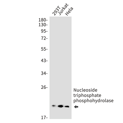 NTPCR Rabbit Monoclonal Antibody | 兔单抗 | EnkiLife恩玑生命