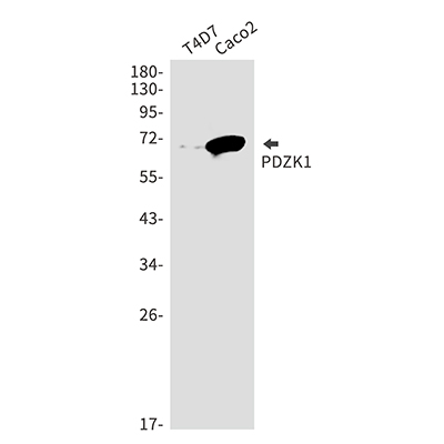 PDZK1 Rabbit Monoclonal Antibody | 兔单抗 | EnkiLife恩玑生命