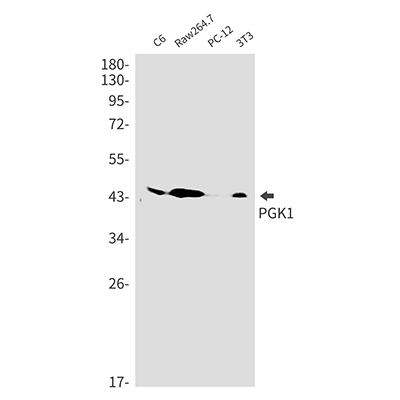 PGK1 Rabbit Monoclonal Antibody | 兔单抗 | EnkiLife恩玑生命