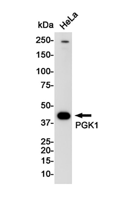 PGK1 Rabbit Monoclonal Antibody | 兔单抗 | EnkiLife恩玑生命