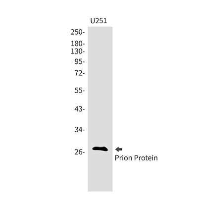 Prion Protein Rabbit Monoclonal Antibody | 兔单抗 | EnkiLife恩玑生命