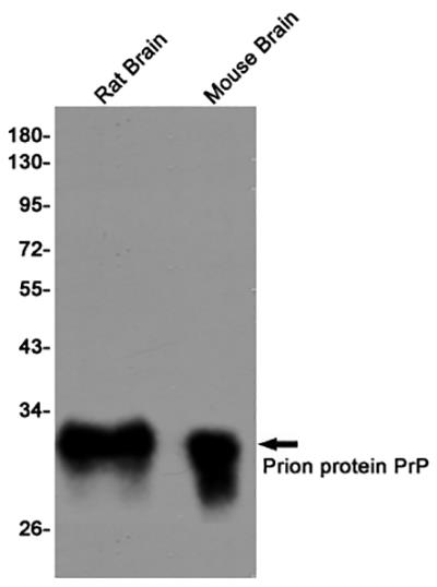 Prion Protein Rabbit Monoclonal Antibody | 兔单抗 | EnkiLife恩玑生命