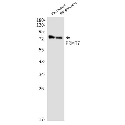 PRMT7 Rabbit Monoclonal Antibody | 兔单抗 | EnkiLife恩玑生命