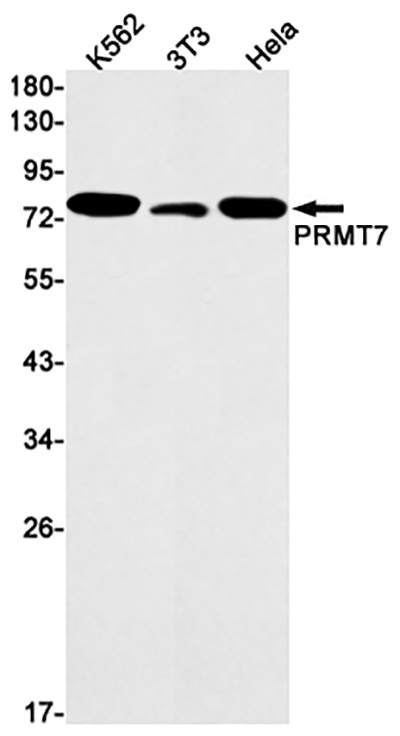 PRMT7 Rabbit Monoclonal Antibody | 兔单抗 | EnkiLife恩玑生命
