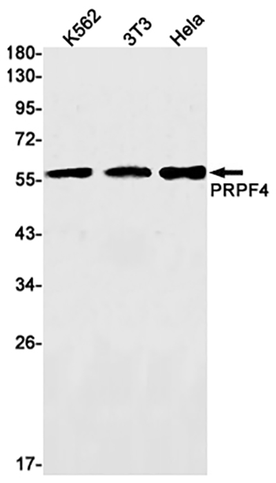 PRPF4 Rabbit Monoclonal Antibody | 兔单抗 | EnkiLife恩玑生命