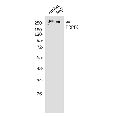 PRPF8 Rabbit Monoclonal Antibody | 兔单抗 | EnkiLife恩玑生命
