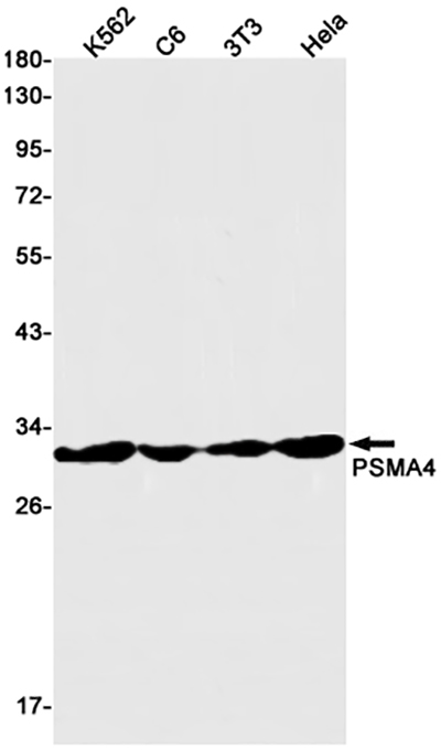 PSMA4 Rabbit Monoclonal Antibody | 兔单抗 | EnkiLife恩玑生命