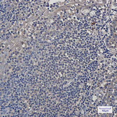 PSMA4 Rabbit Monoclonal Antibody | 兔单抗 | EnkiLife恩玑生命