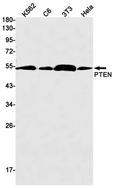 PTEN Rabbit Monoclonal Antibody | 兔单抗 | EnkiLife恩玑生命