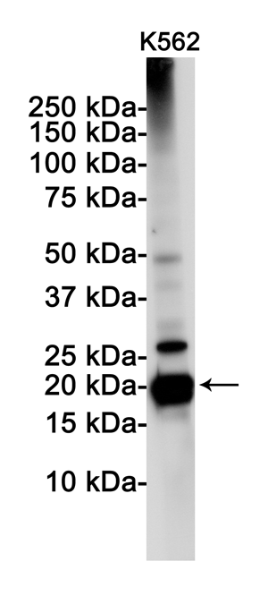 PUMA Rabbit Monoclonal Antibody | 兔单抗 | EnkiLife恩玑生命