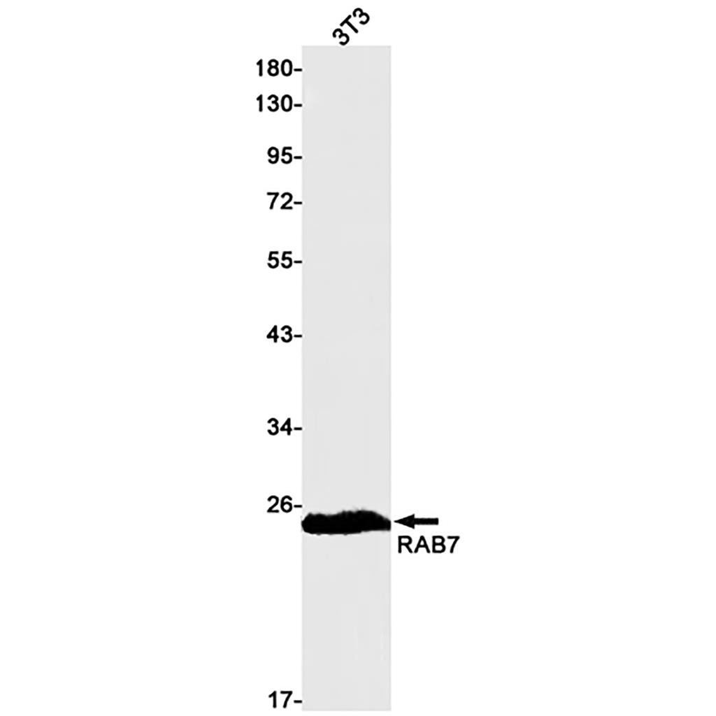 Rab7 Rabbit Monoclonal Antibody | 兔单抗 | EnkiLife恩玑生命