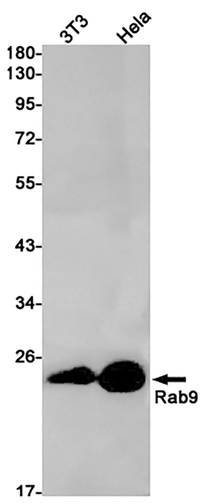 Rab9 Rabbit Monoclonal Antibody | 兔单抗 | EnkiLife恩玑生命