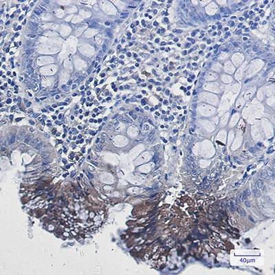 Rab9 Rabbit Monoclonal Antibody | 兔单抗 | EnkiLife恩玑生命
