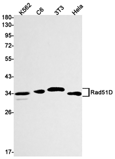 Rad51D Rabbit Monoclonal Antibody | 兔单抗 | EnkiLife恩玑生命