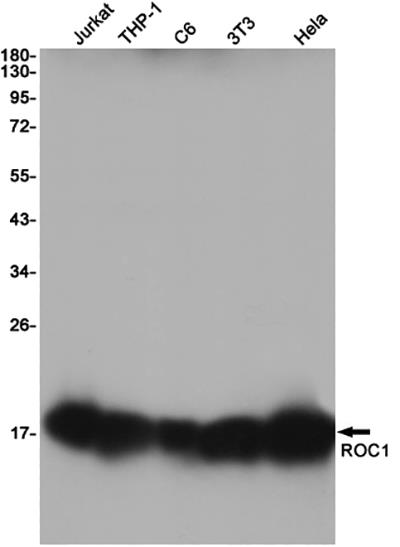 RBX1 Rabbit Monoclonal Antibody | 兔单抗 | EnkiLife恩玑生命