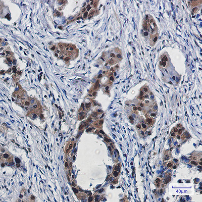 RBX1 Rabbit Monoclonal Antibody | 兔单抗 | EnkiLife恩玑生命