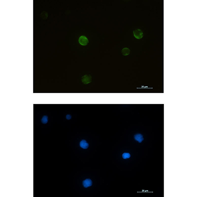 RRM2 Rabbit Monoclonal Antibody | 兔单抗 | EnkiLife恩玑生命