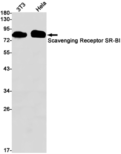 SCARB1 Rabbit Monoclonal Antibody | 兔单抗 | EnkiLife恩玑生命