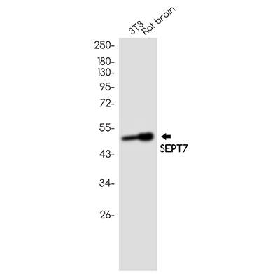 Septin 7 Rabbit Monoclonal Antibody | 兔单抗 | EnkiLife恩玑生命