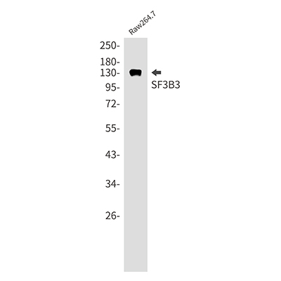 SF3B3 Rabbit Monoclonal Antibody | 兔单抗 | EnkiLife恩玑生命