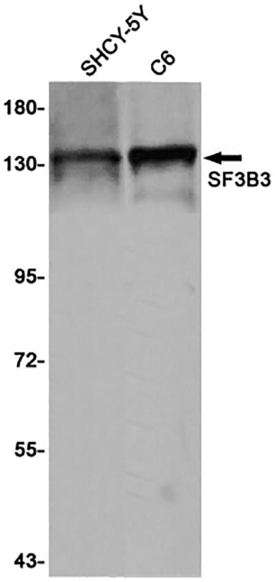 SF3B3 Rabbit Monoclonal Antibody | 兔单抗 | EnkiLife恩玑生命