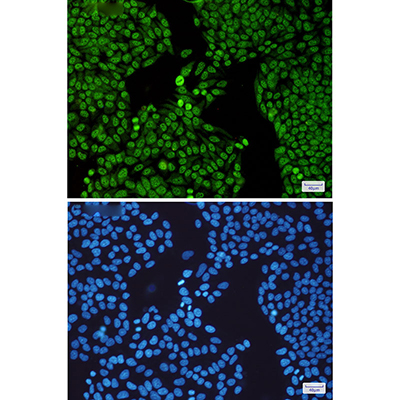 SF3B3 Rabbit Monoclonal Antibody | 兔单抗 | EnkiLife恩玑生命