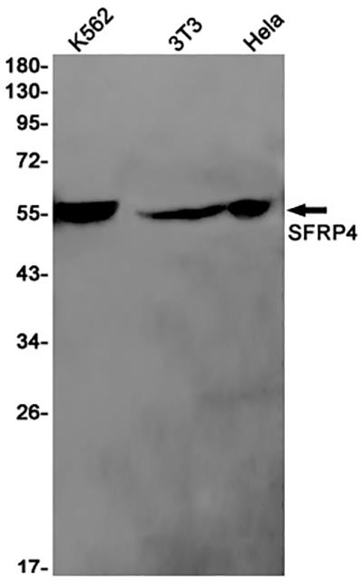 SFRP4 Rabbit Monoclonal Antibody | 兔单抗 | EnkiLife恩玑生命