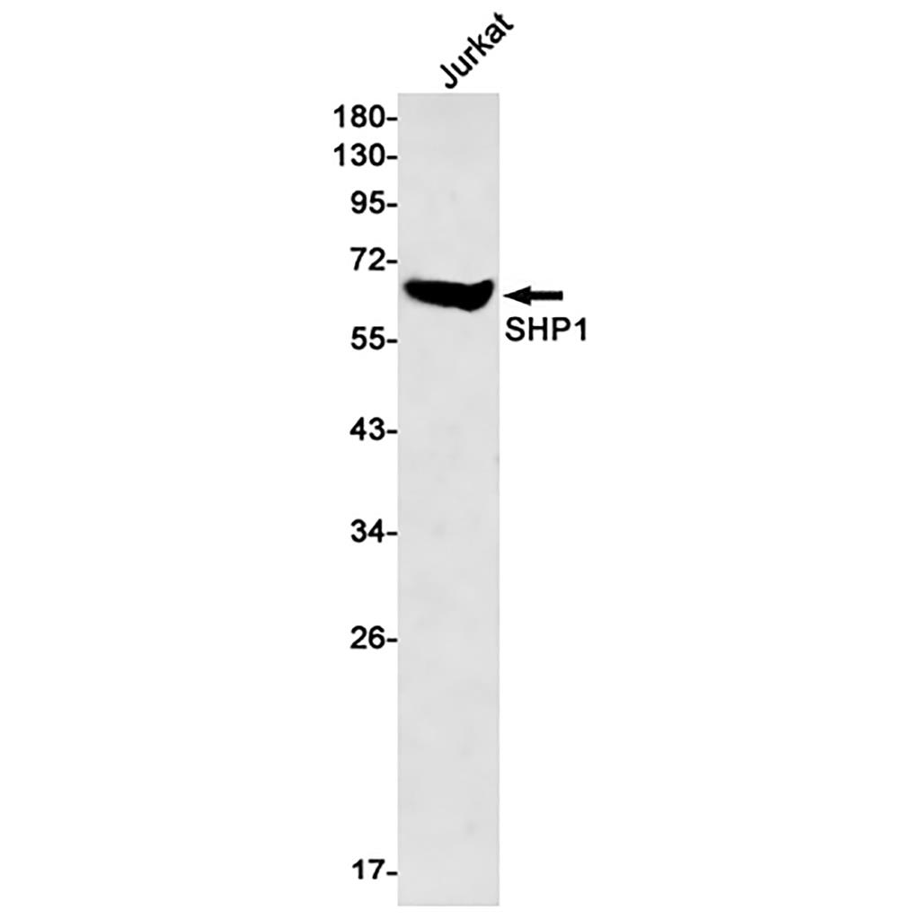 SHP1 Rabbit Monoclonal Antibody | 兔单抗 | EnkiLife恩玑生命