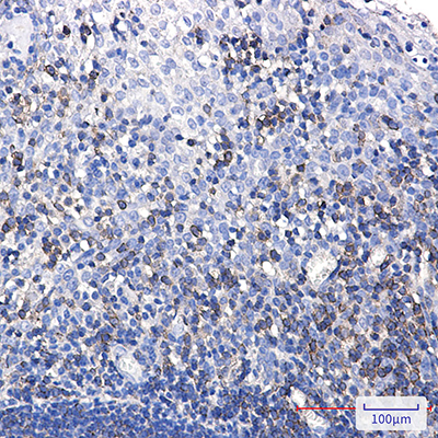 SHP1 Rabbit Monoclonal Antibody | 兔单抗 | EnkiLife恩玑生命