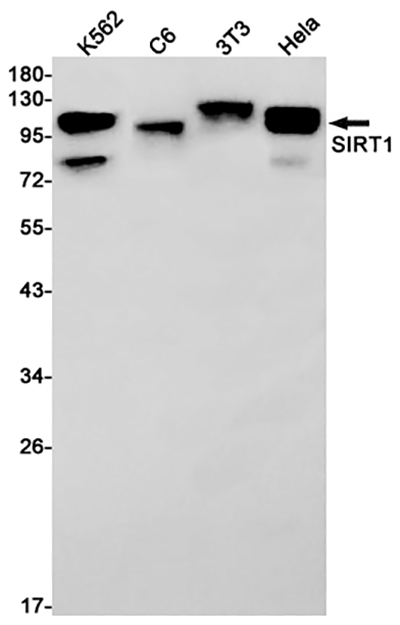 SIRT1 Rabbit Monoclonal Antibody | 兔单抗 | EnkiLife恩玑生命