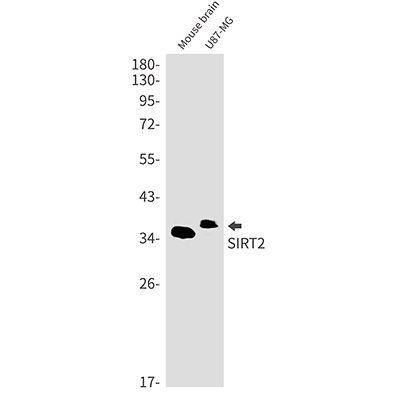 SIRT2 Rabbit Monoclonal Antibody | 兔单抗 | EnkiLife恩玑生命