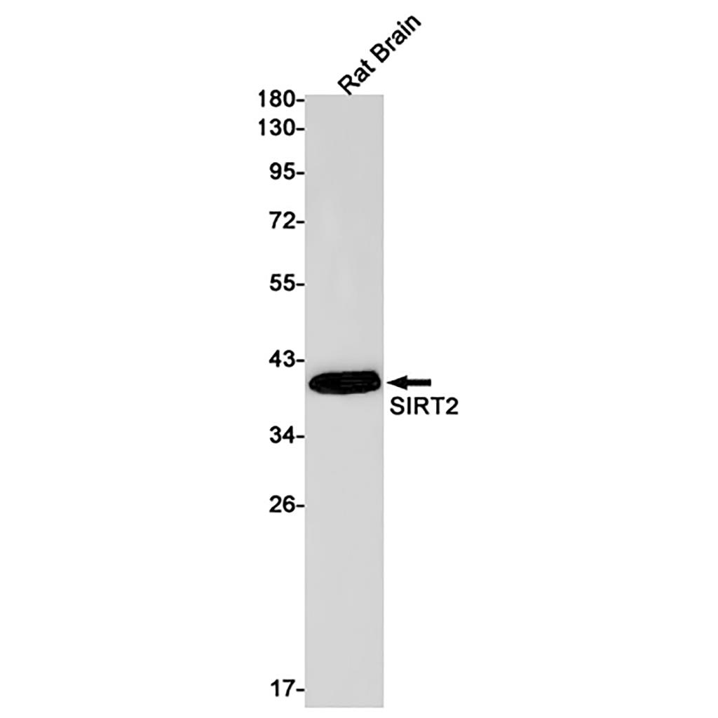 SIRT2 Rabbit Monoclonal Antibody | 兔单抗 | EnkiLife恩玑生命