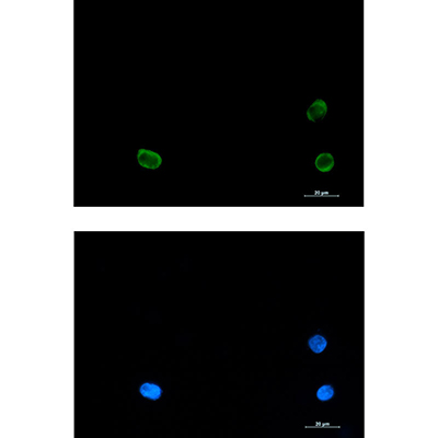 SNAP29 Rabbit Monoclonal Antibody | 兔单抗 | EnkiLife恩玑生命