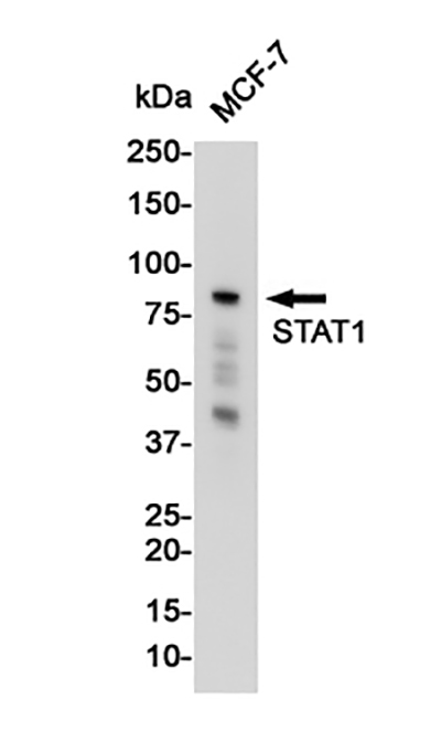 STAT1 Rabbit Monoclonal Antibody | 兔单抗 | EnkiLife恩玑生命