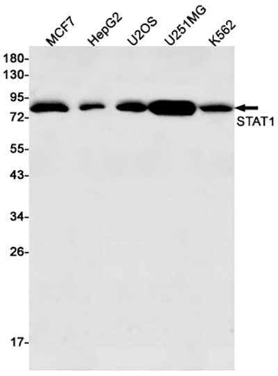 STAT1 Rabbit Monoclonal Antibody | 兔单抗 | EnkiLife恩玑生命