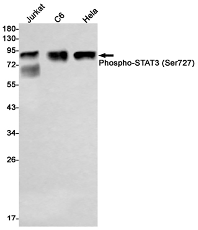 Phospho-STAT3 (Ser727) Rabbit Monoclonal Antibody | 兔单抗 | EnkiLife恩玑生命