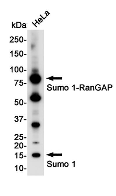 SUMO1 Rabbit Monoclonal Antibody | 兔单抗 | EnkiLife恩玑生命