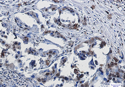 SUMO1 Rabbit Monoclonal Antibody | 兔单抗 | EnkiLife恩玑生命