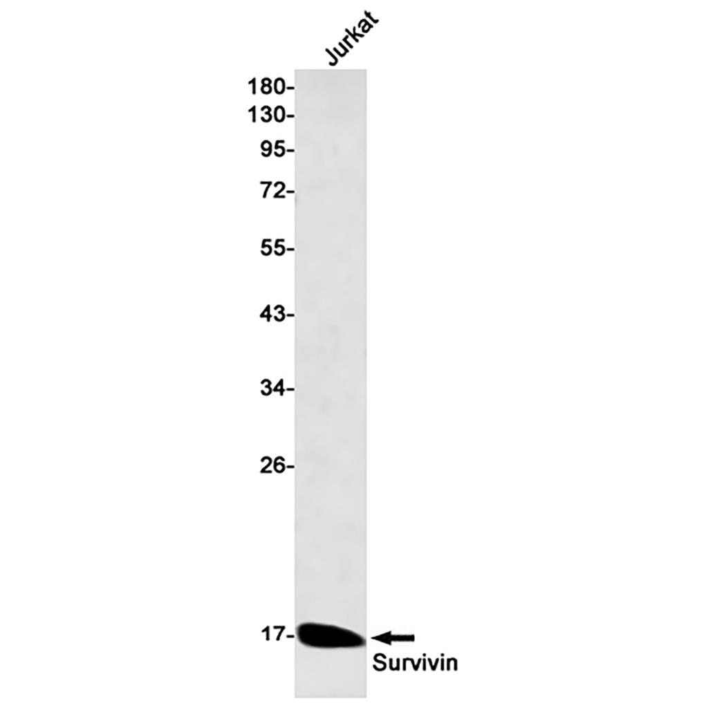 Survivin Rabbit Monoclonal Antibody | 兔单抗 | EnkiLife恩玑生命