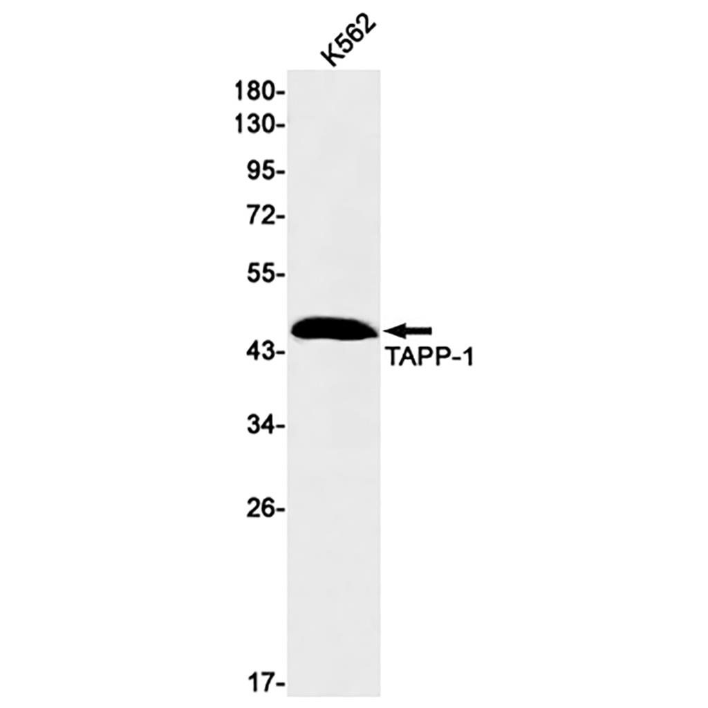 PLEKHA1 Rabbit Monoclonal Antibody | 兔单抗 | EnkiLife恩玑生命