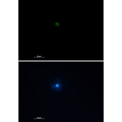 TNFAIP3 Rabbit Monoclonal Antibody | 兔单抗 | EnkiLife恩玑生命