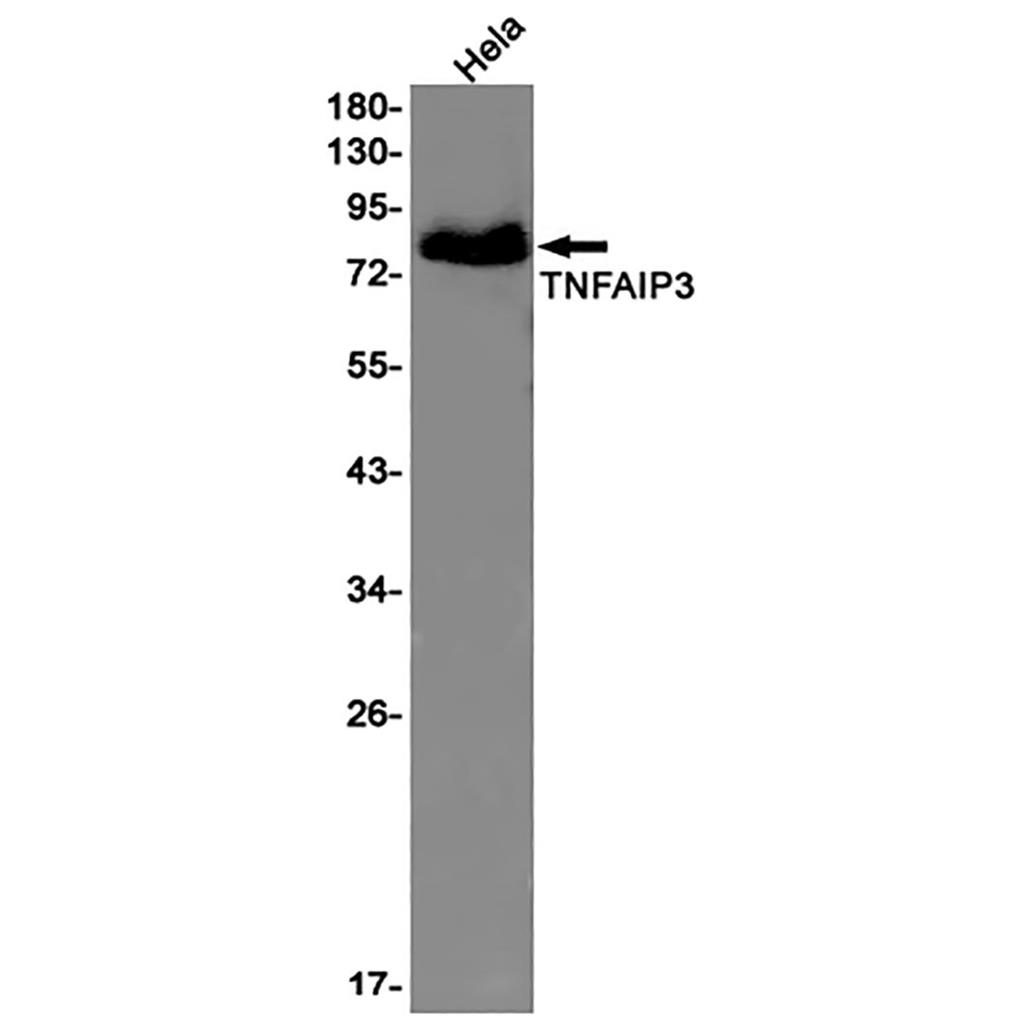 TNFAIP3 Rabbit Monoclonal Antibody | 兔单抗 | EnkiLife恩玑生命