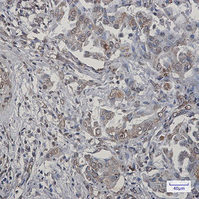TNFAIP3 Rabbit Monoclonal Antibody | 兔单抗 | EnkiLife恩玑生命