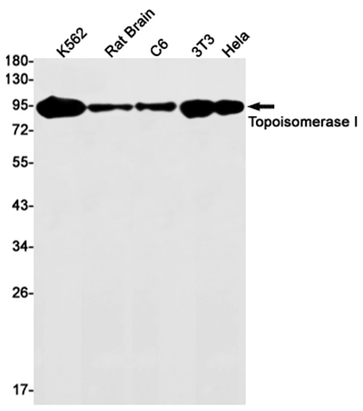 Topoisomerase I Rabbit Monoclonal Antibody | 兔单抗 | EnkiLife恩玑生命