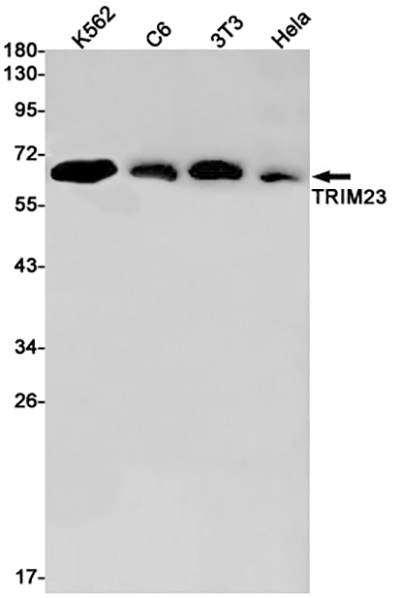 TRIM23 Rabbit Monoclonal Antibody | 兔单抗 | EnkiLife恩玑生命
