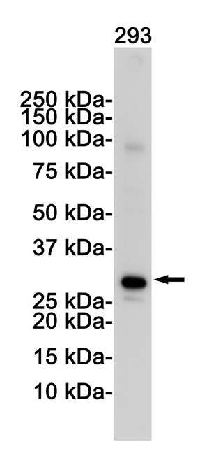 VDAC1 Rabbit Monoclonal Antibody | 兔单抗 | EnkiLife恩玑生命